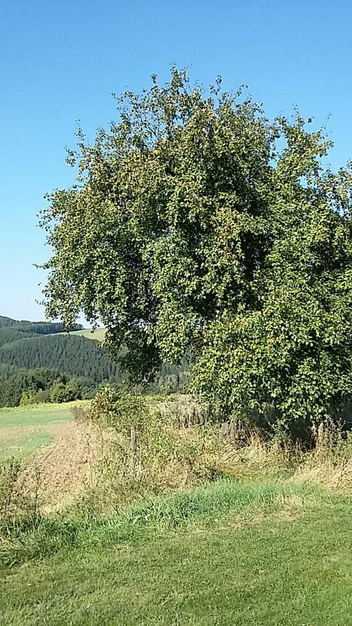 Shepherds Cottage Euscheid Esterno foto